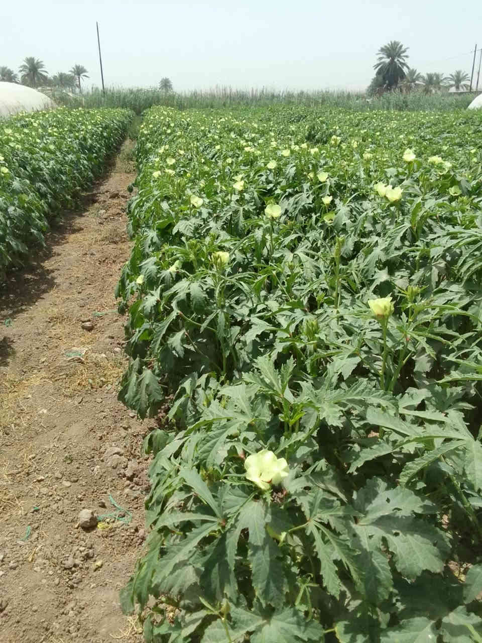 يوجد  بذور بانيه متعهد بيه للحوي وشتريد اني حاظر
لعنوان بابل لمسيب

السعر خاص
***********

***********
