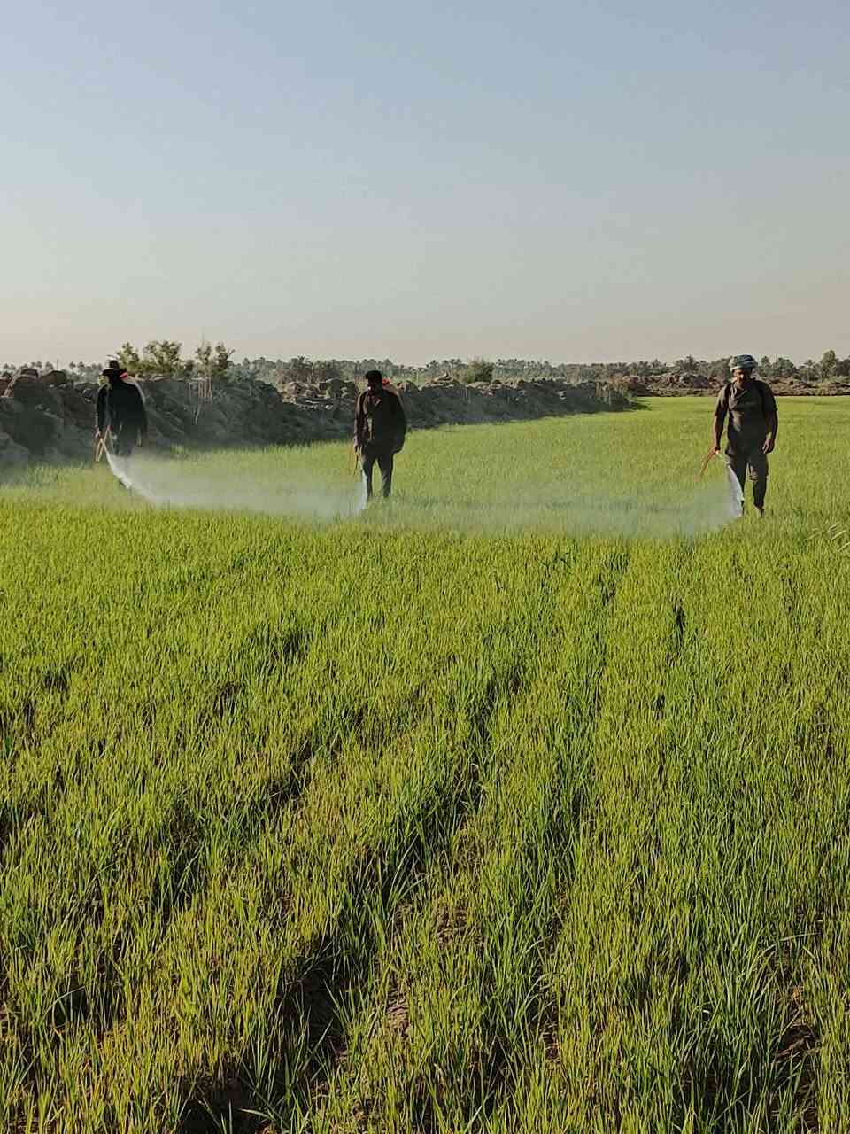 مستعدون لرش مبيد ادغال ***********
