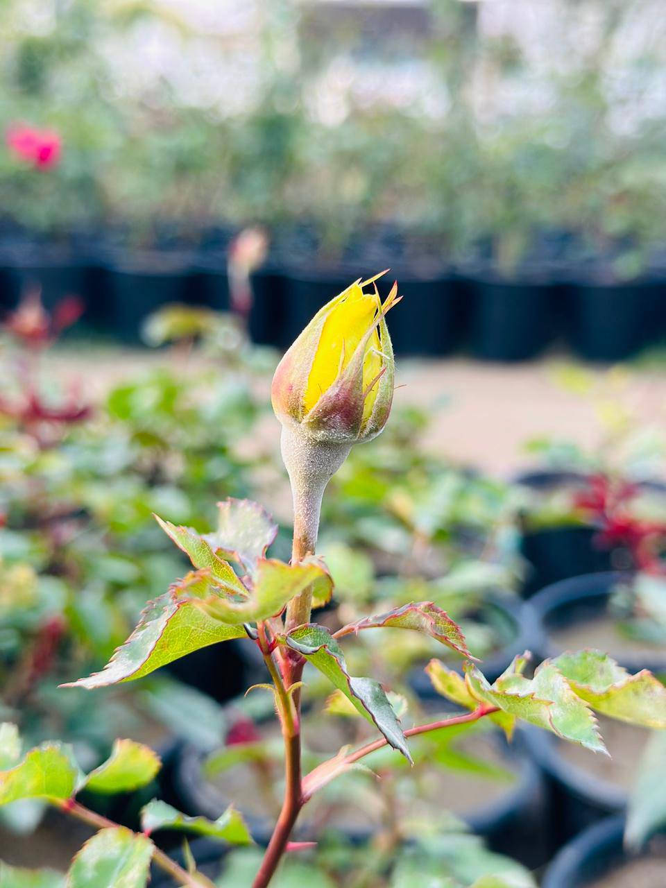 توفر الورد الجوري بكافة الانواع والاوان كلشي جديد تلكا يمنه داخل
مشتل النورين 
 #عنوانه_شارع_الغطاس_خلف_المجمع_السوري 
🚘🚖توصيل داخل صويره فقط 
  ***********
...***********
