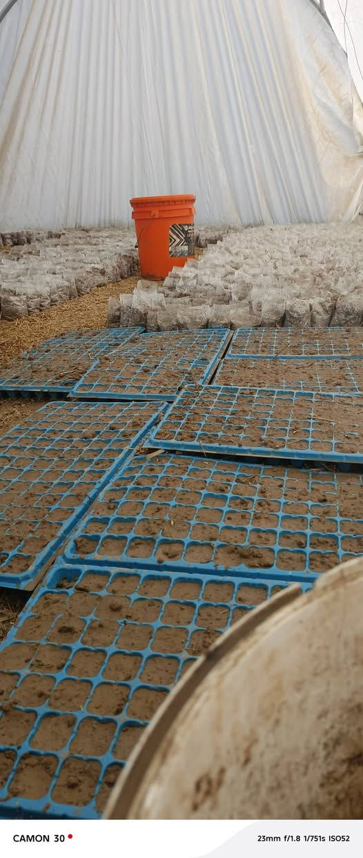 4 هەزار  شەتڵی بامێی دوانزە ئیمام بە شەرت بەردەستە  . لەگەڵ باینجان و بیبەری تون . گەیاندن هەیە   هەرکەس خوازیار بوو  ئەتوانین بۆی بنێرین


**إذا كنت صاحب هذا الإعلان وتريد حذفه لأي سبب، رجاءا أرسل رسالة إلى الدعم الفني**