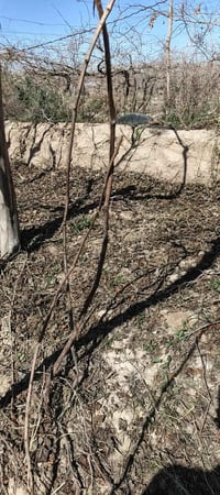 بيش حلواني • كنعان الشلالات • درجة أولى