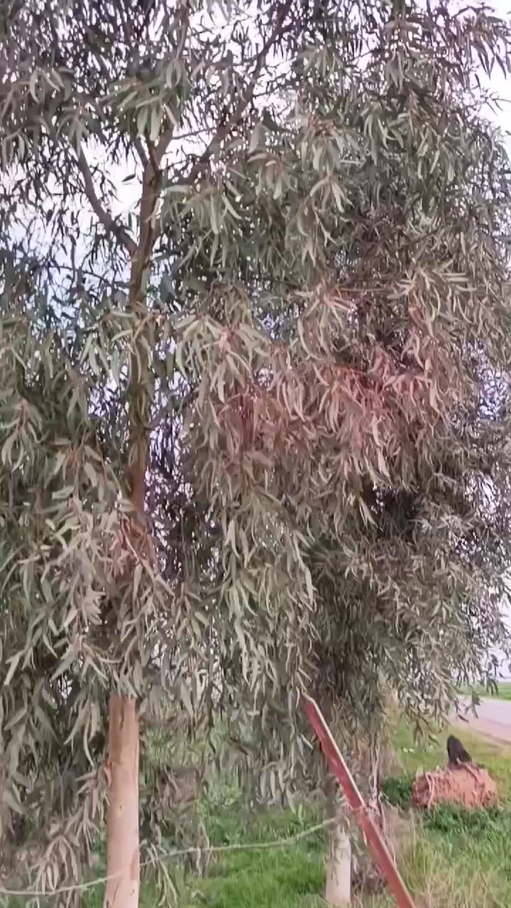 السلام عليكم  للبيع ماطور سولنك موديل 2025 محرك كبس ما مفتوح  دراجه جديده  منفيس مال شركه السعر 650 بي مجال للطيبين او هاذه رقمي تصل ***********رجان المو شراي لا ايعلق اعبر المنشور 🫡
