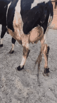 ياالله اللهم صلى على محمد وال محمد بجر اول بطن هولشتاين ورها عجل متعهد...