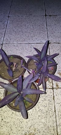 منثور عطري طاقي • صالون • توصيل الموصل