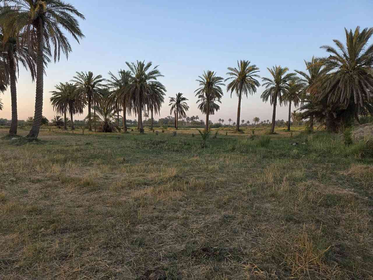 من رخصة الآدمن ارض زراعية عقد 117 المساحة 6 دونم ارض كلش حلوه ماء اساله كهرباء تبليط كلشي واصلها مدرسة  تبعد عن السوق 4 كيلو المكان (بابل_الكفل_منطقة ام نعجه) تبعد عن طريق كربلاء نجف كيلو ونص عامود 256 للأستفسار اكثر اتصل بالرقم ***********

