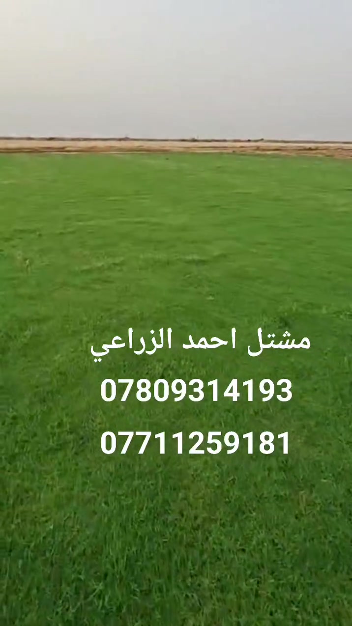 تم وصول وجبه جديده من ثيل هندي درجه اولى وثيل اسباني دائم الخضره من أفضل أنواع الثيل
السعر ثيل الهندي متر مربع 2000 دينار
السعر ثيل الإسباني متر مربع 3000 دينار
المتر المربع قطعتين 
مشتل احمد الزراعي 
الانبار حديثه بروانه الشارع الرئيسي 
احمد ***********
محمد ***********
