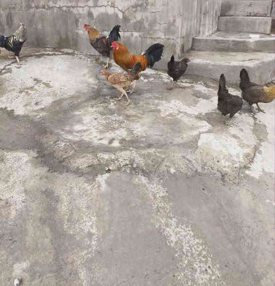 السلام عليكم يوجد ديوكة عرب للبيع الوزن كيلوين ونصف واكثر المكان الشرقاط رقم الهاتف  ***********
