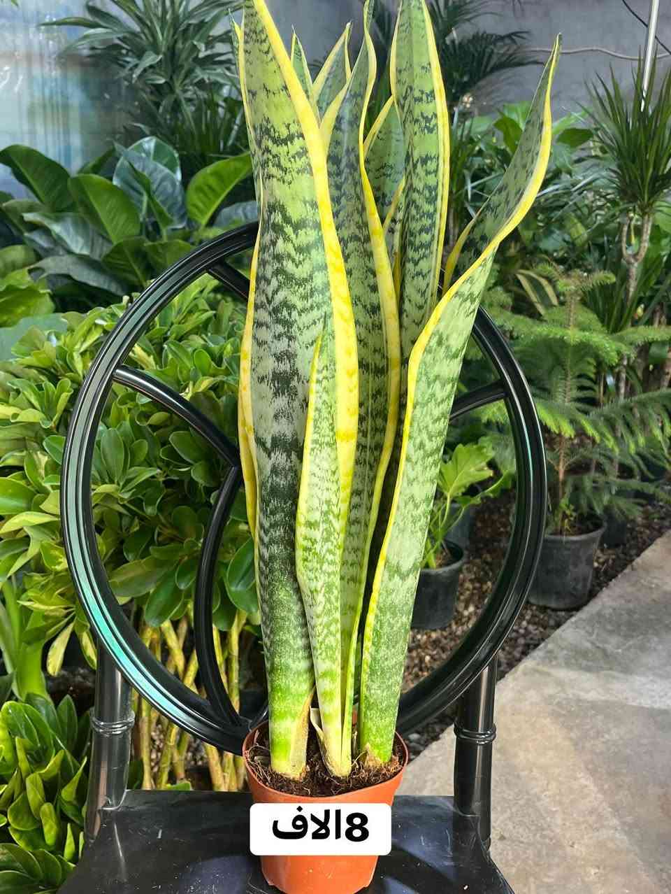 صباح المحبة على المتابعين الأحبة نعرض الكم الوجبة الأولى من النباتات الطبيعية 
بأسعار مناسبة جداً 
للتواصل معنا ***********
العنوان ديالى -بعقوبة -التحرير
