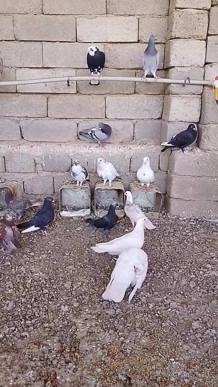 متاح حمام ***********
