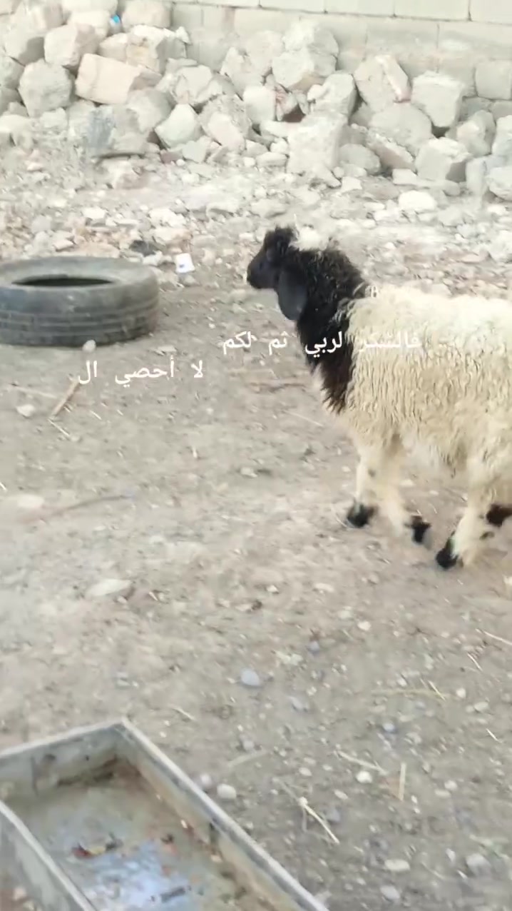 السلام عليكم متاح فطيمة للبيع ترهم ربط ونذر نصاحة فول اتصال *********** او مراسلة الصفحة
