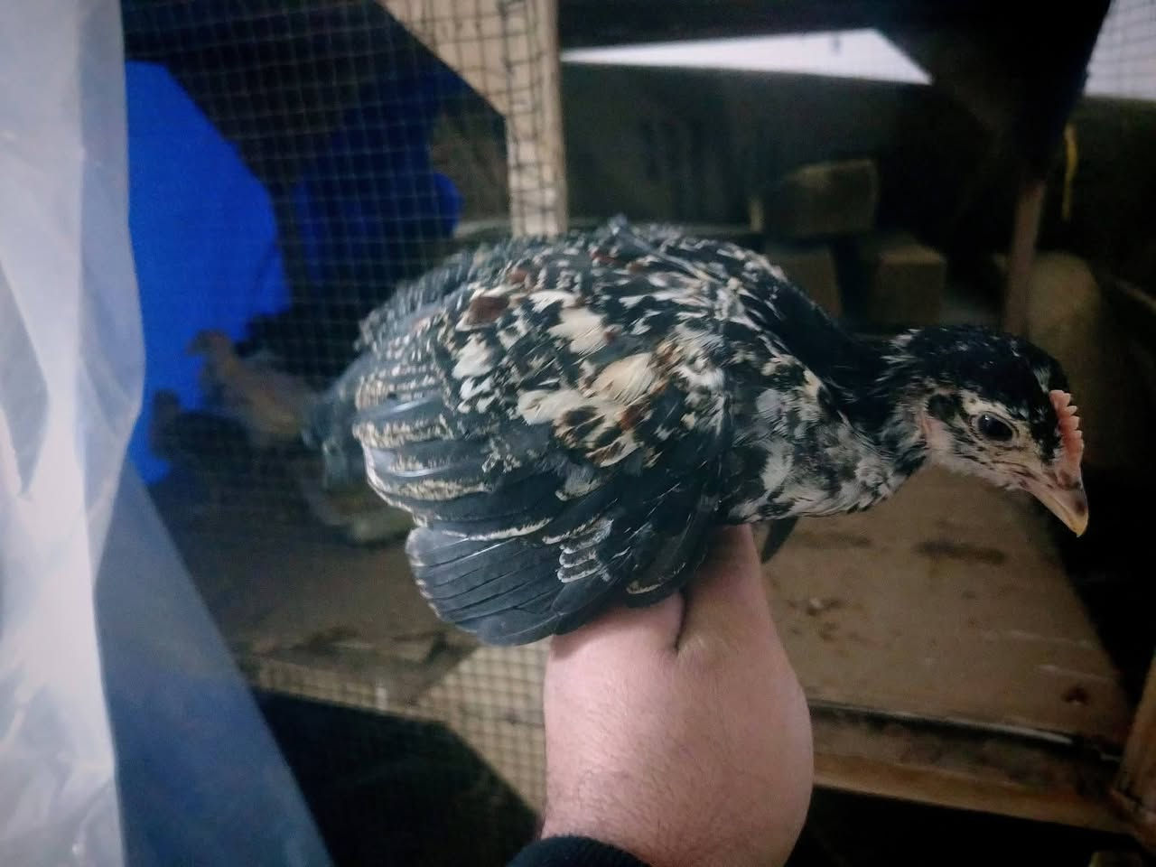 متاح للبيع وصاويص عرب اصلي وابو ركيبة وبيها هراتي العدد 190 تك  العمر من 25 يوم الى 40 يوم ابيع شلع او نظام مجموعات كل 50 تك سعرها 115 الف وبيها مجال بسيط   الشراي يدخل خاص او يتصل على الرقم ***********

مكاني حديثة يوجد توصيل حسب الاتفاق
