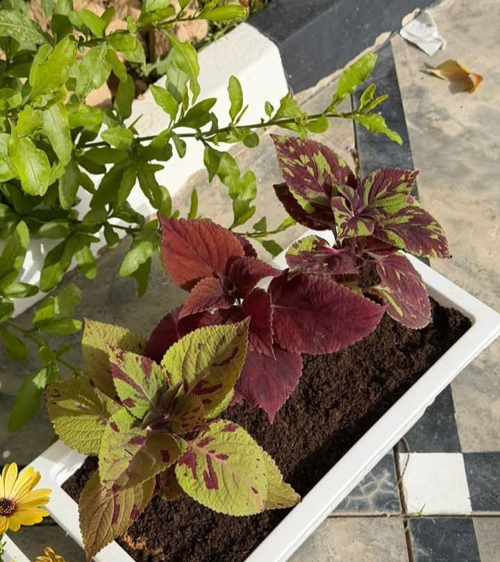 وبدأ القلب ينبض لنسائم رمضان 🌙🤍
أجمل ثلاثون يوم 🤍                                                                             "قَرَّ اللهُ عَيْنِي وَأَعْيُنَكُمْ عِوَضًا وَجَبْرًا فِي الثَّلَاثِينَ يَوْمًا الْقَادِمِينَ."🌙🌱
نبتة طبيعية في بيتك تزيده جمال ✨  
وتبعث في النفس راحة وطاقة إيجابية طول الشهر الكريم 
اختاري نبتتك وخلي أجواء رمضان أدفى وأجمل


**إذا كنت صاحب هذا الإعلان وتريد حذفه لأي سبب، رجاءا أرسل رسالة إلى الدعم الفني**