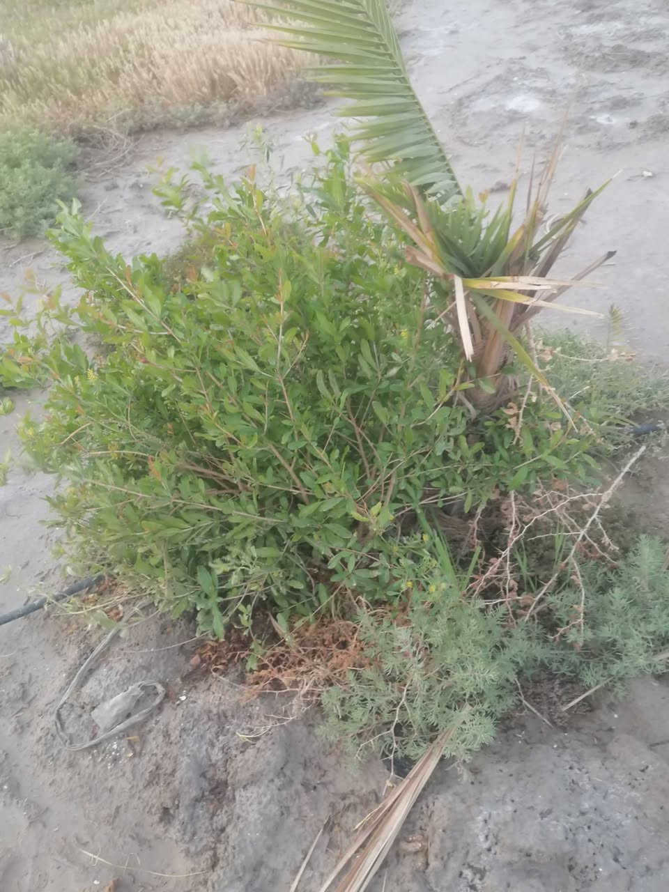 دونمين للبيع في منطقة الفريحي قرب الامام الشريف ع مزروعه نخل وبعض الاشجار الضليه والمثمر وعليه شارع تبليط وكلشي قريب عليه ومايه من الشط الفرات وجهتة على تبليط مكانه خرافي سعر قفل 20 وبيه مجال تفاصيل خاص


**إذا كنت صاحب هذا الإعلان وتريد حذفه لأي سبب، رجاءا أرسل رسالة إلى الدعم الفني**