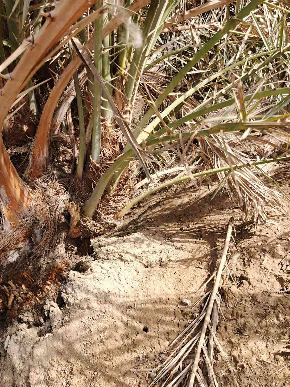 متوفر فسائل نخيل خضراوي وزهدي
متواجد خاص وهاذه رقمي ***********
