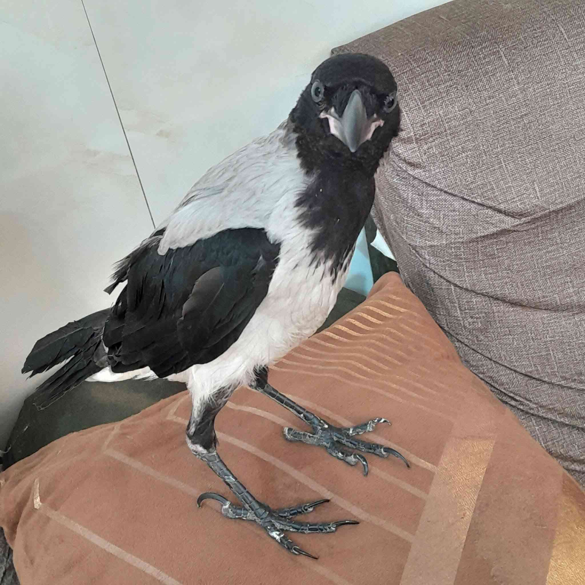 للبيع غراب ابكع أليف طينة...ربيته من هو صغير الشراي يراسلني خاص مكاني حرية


**إذا كنت صاحب هذا الإعلان وتريد حذفه لأي سبب، رجاءا أرسل رسالة إلى الدعم الفني**