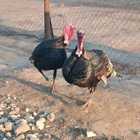 ديوكت علوو 2 ال سعر 75لوحد وبيه مجال 07710323314