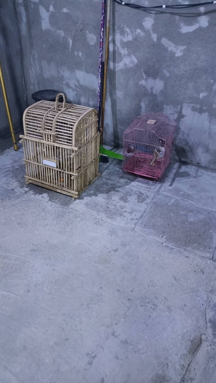 اقفاص البيع سعر خاص


**إذا كنت صاحب هذا الإعلان وتريد حذفه لأي سبب، رجاءا أرسل رسالة إلى الدعم الفني**