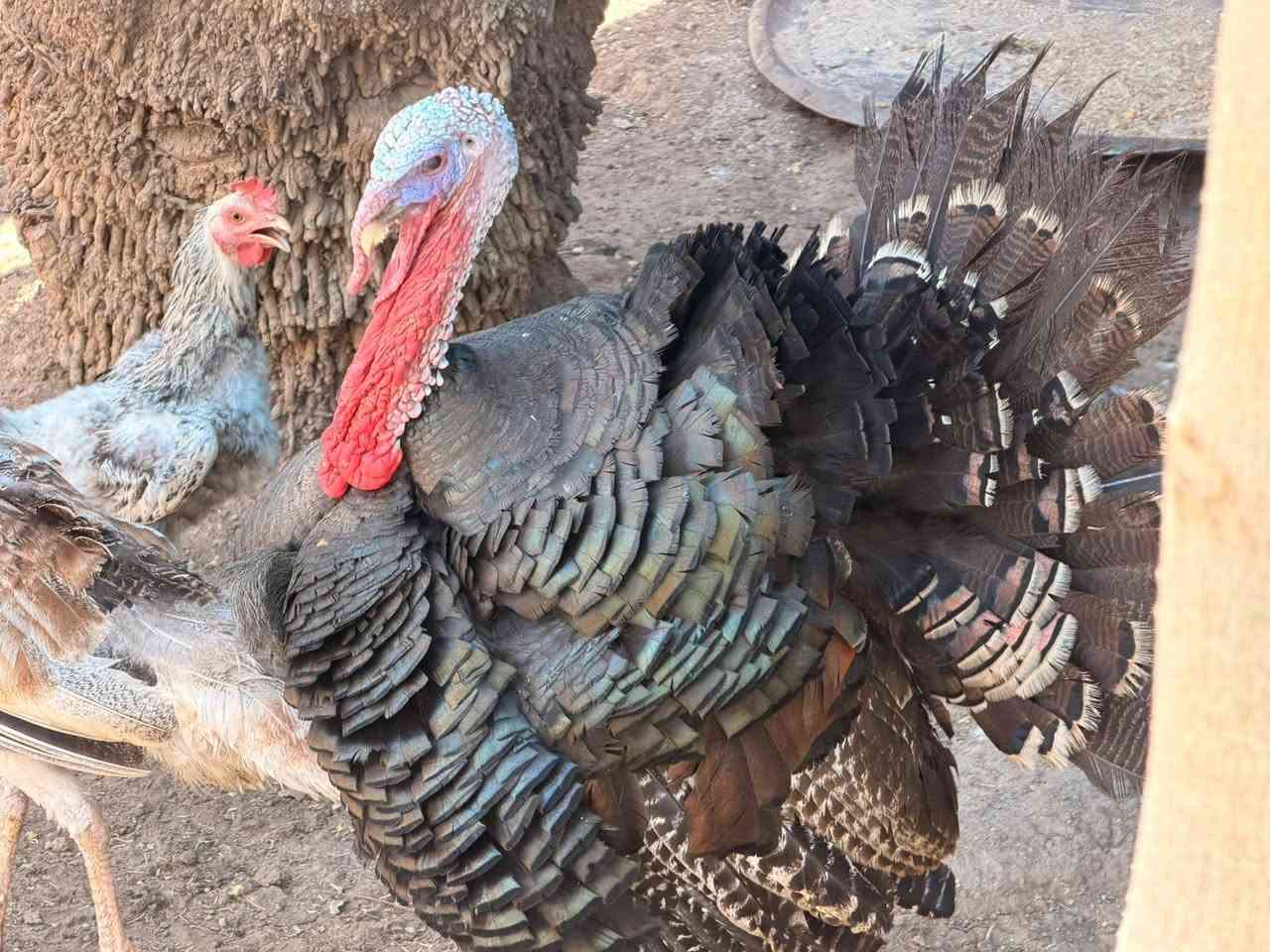 للبيع قريه الصكره ٤ فسيفسات بياضات وديج


**إذا كنت صاحب هذا الإعلان وتريد حذفه لأي سبب، رجاءا أرسل رسالة إلى الدعم الفني**