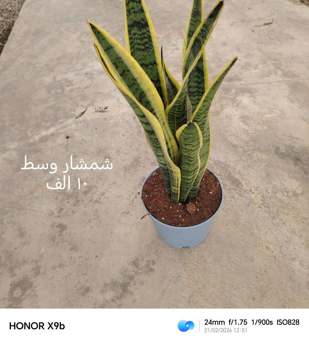 🌿🌙 لأن رمضان يبدأ من تفاصيل بيتك…
الهدوء، الراحة، واللمسة الخضراء اللي تغيّر الجو ب


**إذا كنت صاحب هذا الإعلان وتريد حذفه لأي سبب، رجاءا أرسل رسالة إلى الدعم الفني**