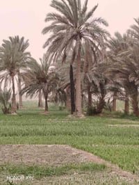 البركات نهر الغازي • دونم ونص • طابو زراعي