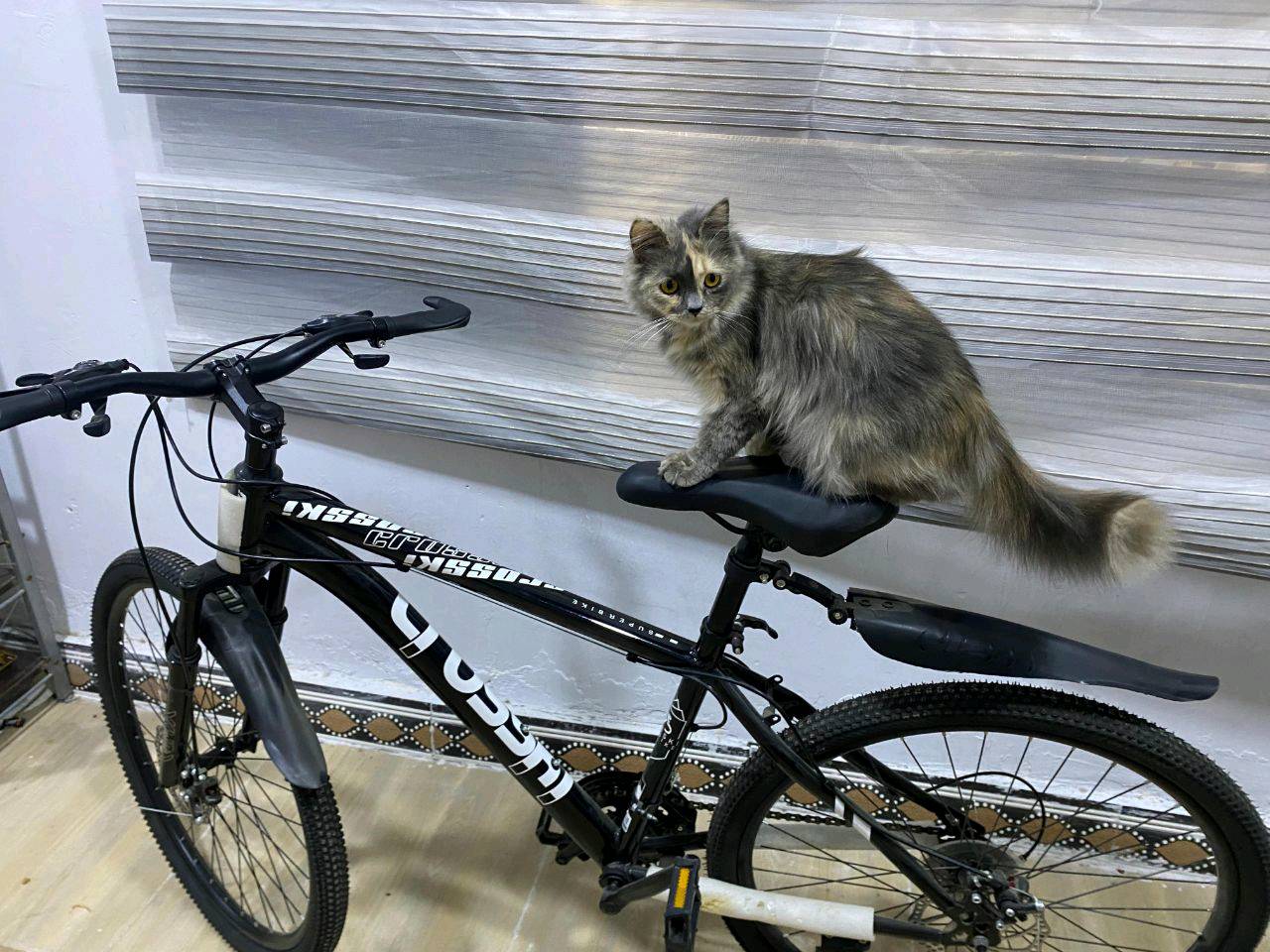 بايسكل جديد و نظيف بشكل شرط تشوفه شخط مابي مكاني تنومه او الجمهورية شارع المكاتب ثنينهن