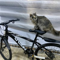 بايسكل • جديد • تنومه