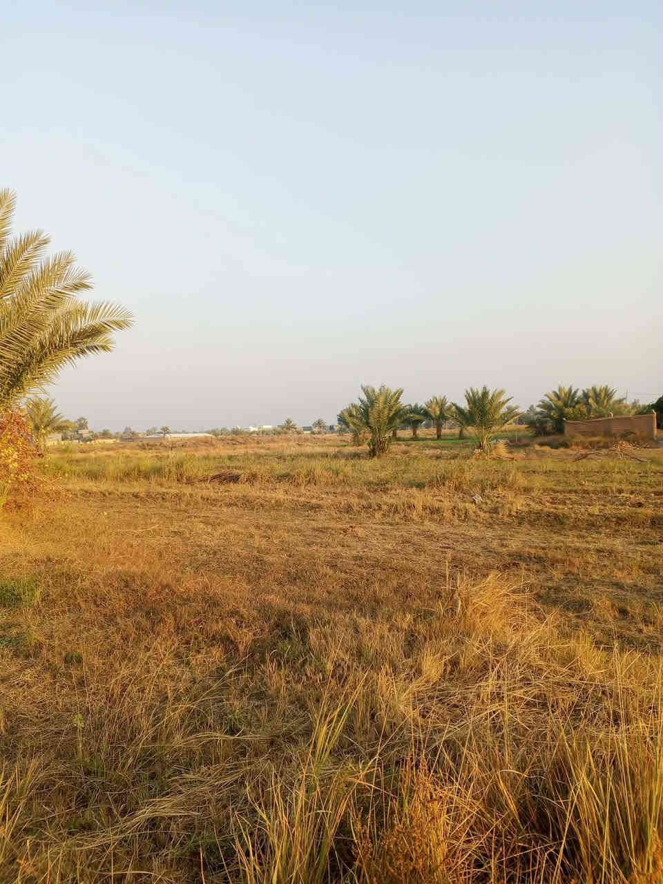 ﷽ 
ارض ودار  للبيع 3 دونم اوربع  مع بيت متكامل جنس الارض  عقد 117 زراعي بيه نخيل اوبيت  بابل طريق بكر ابن علي عليه السلام  خلف المزار 3 كيلو من مزار الامام بكر عبر الاروائي تبعد عن التبليط 100 متر  تصلح استثمار اومزرعه خدمات  كامل متوفره كل ماتحتاجه للسكن 
للأستفسار والسعر اوباقي التفاصيل على الخاص  اوالاتصال 
  ***********  اتصال 
***********  واتساب
#الجميع_عام_ارض_زراعي_للبيع
#الجميع_عام_اراضي_زراعي_للبيع_حله_بابل_دوانم_للبيع_الج
