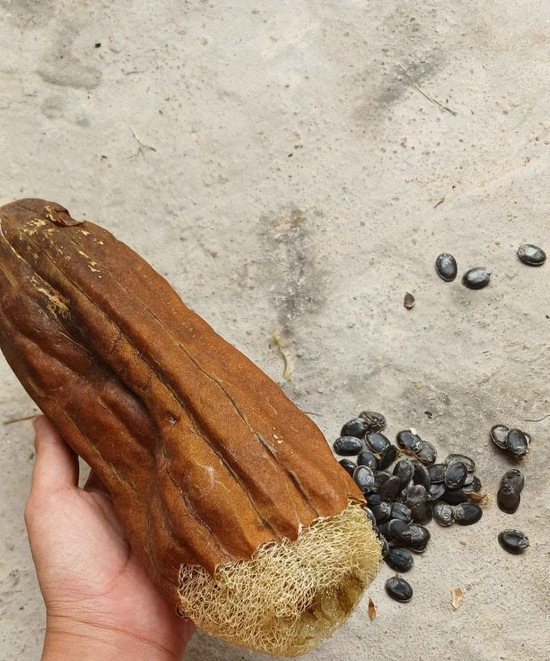 للبيع
السلام عليكم متوفر ورد الصباح العراقي وردي وابيض واصفر 

وبذور ليف وبذور الختمه وبذور الاقحوان متوفر توصيل


**إذا كنت صاحب هذا الإعلان وتريد حذفه لأي سبب، رجاءا أرسل رسالة إلى الدعم الفني**