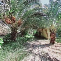 أبو غريب • ٢٠٠ دونم • طابو ملك صرف