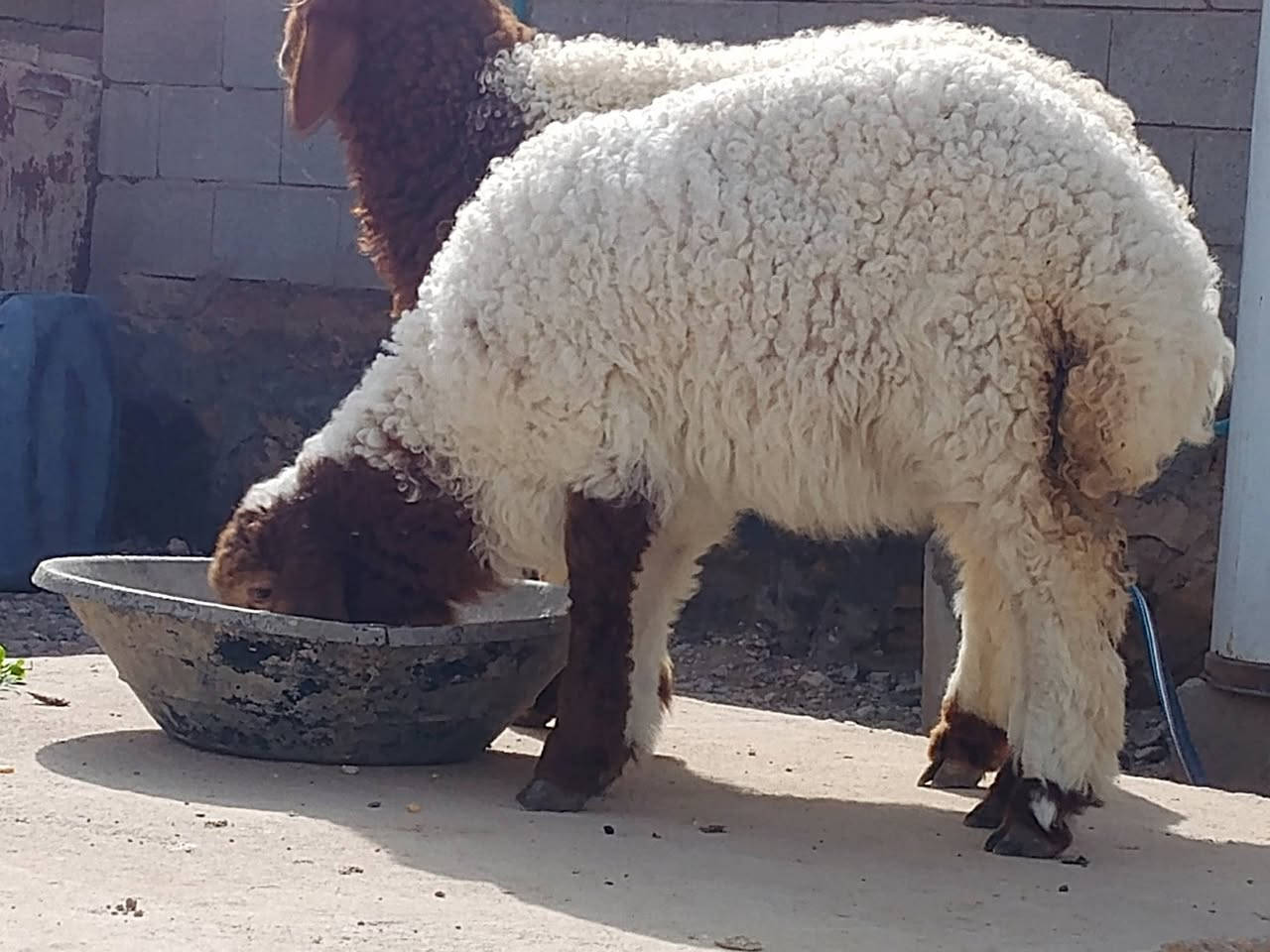 السلام عليكم 
متاح فطايم 2 خشنات وحلوات مثل ما  واضحات گدامكم يرهمن ذبايح ويرهمن ربط للي يدور يربطهن شرط النصاح علئ كل عيب 
سعر الزوج (400) وبيهن مجال بسيط
 المكان الكرابله حي الزيتون تواصل (***********)
