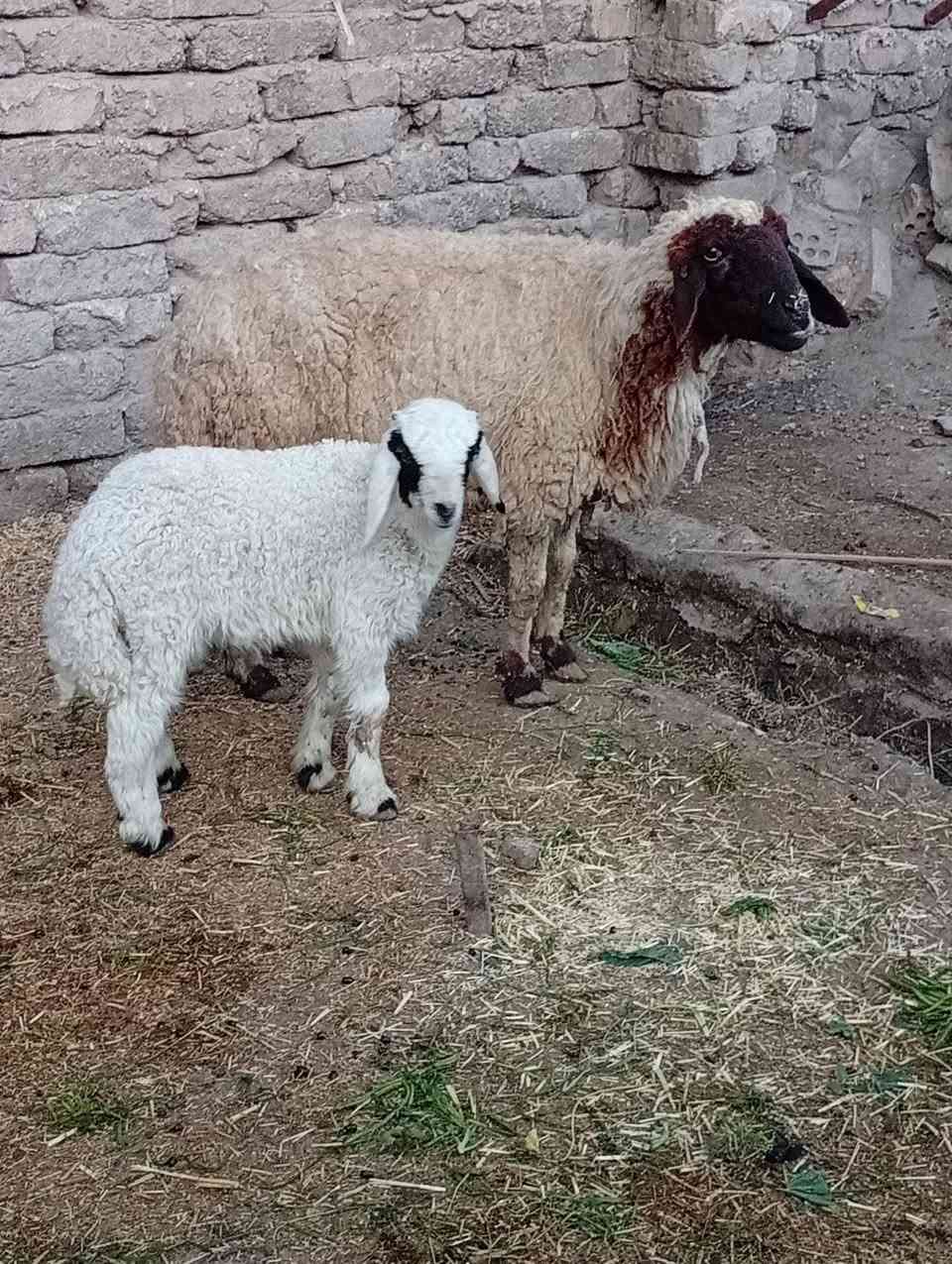 نعجه مطفل وراه فحل ملاحظه بيه ثدي عايب لاكن شابعه ابنه لبيع.
السعر 475العنوان حله ***********
