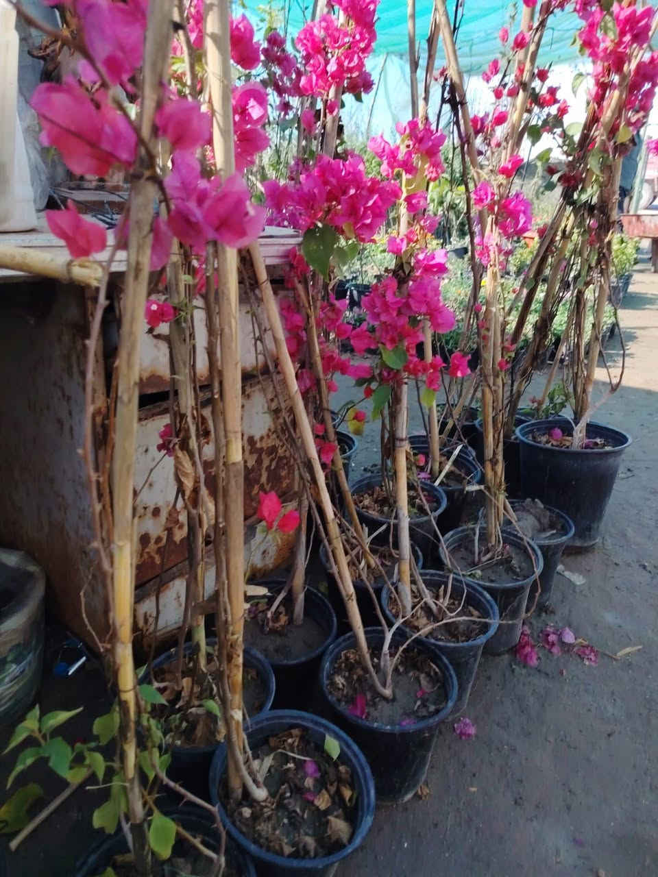 يتوفر جهنمي قطمر 
عنوانه كوفه شارع عبد العال خلف مديريه الماء مال كوفه يوجد توصيل ***********
