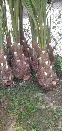 مستعدون تجهيز مزارع وقلع الفسيل فسيل درجه اولا للستفسار الاتصال على ال...