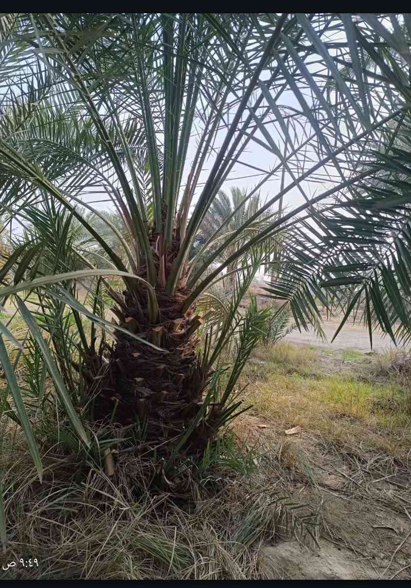 السلام عليكم.. تتوفر امايات جوزي قزمي تباع بلا فسائل


**إذا كنت صاحب هذا الإعلان وتريد حذفه لأي سبب، رجاءا أرسل رسالة إلى الدعم الفني**