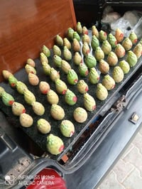 حي لغدير