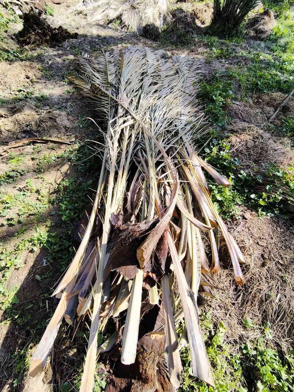 سعف نخيل بابل للبيع (نظيف وجاهز)
عندي كمية كبيره من سعف النخيل النظيف (مثل ما موضح بالصورة)، السعف جاف ومثالي لأعمال السقائف، الديكورات، أو تظليل المزارع.
​ نظيف وخالي من السوس وما نقصر وية الشراي.
​الموقع: الحلة 
​للتواصل اتصل على الرقم (***********).
​ملاحظة: النقل على المشتري
