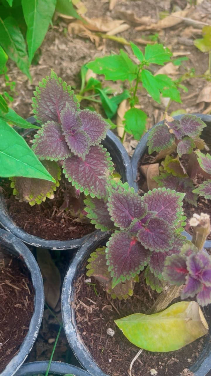 كل الي بالصوره بالف 
لطلب والاستفسار مراسلة الصفحه يوجد خدمة توصيل خانقين


**إذا كنت صاحب هذا الإعلان وتريد حذفه لأي سبب، رجاءا أرسل رسالة إلى الدعم الفني**