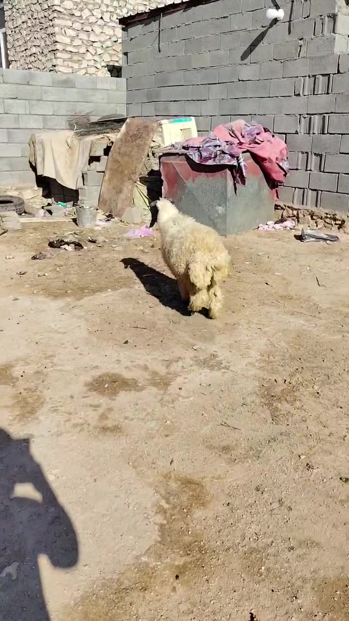 سلام عليكم خوان خروف للبيع مليان لحم شرط النصاح مكاني حديثة الخفاجيه يوجد توصيل حسب لتفاق اتصل وتدلل *********** واتساب مفتوح

