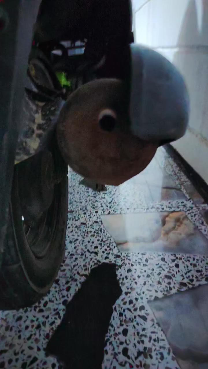 سلام عليكم ماكس بوليسي موديل 2007 فول ومكفول محرك شرط كبس بوشه 49 بلاد شلعه ومعدل كهربائيات كامل نكره سلف نص هندر هم شرط كامل مكمل السعر 650 وبي مجال بسيط الشراي خاص أو ينتصل + شرط الفحص ***********
