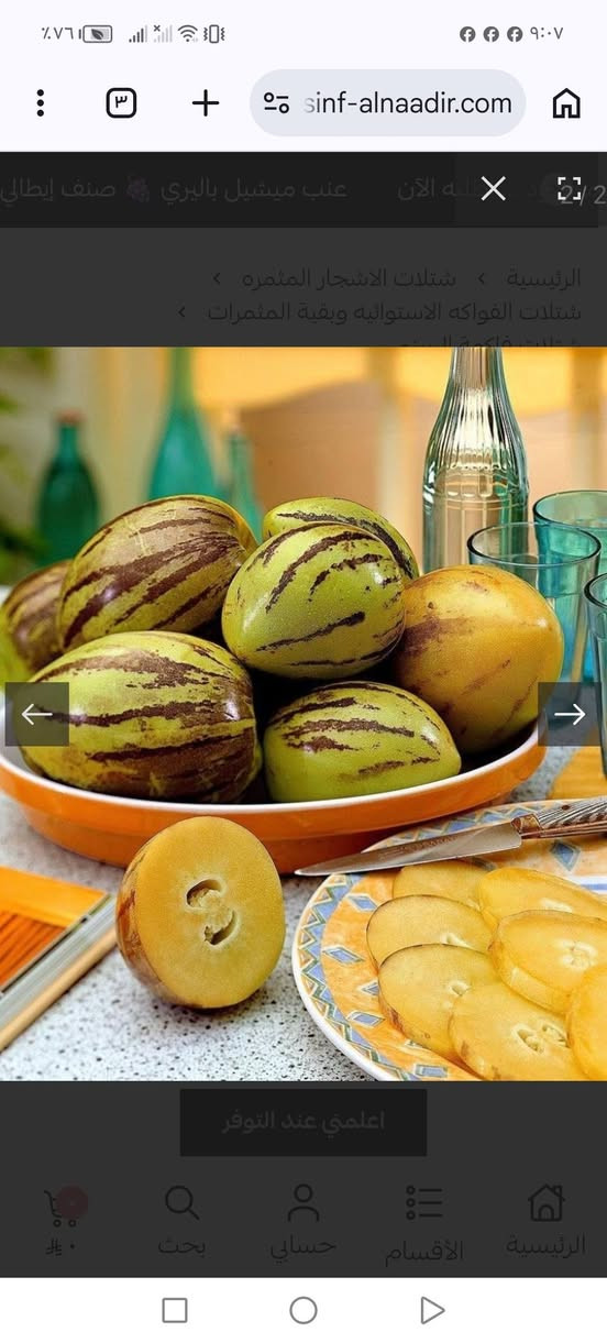شجيرة فاكهة البيبينو النادره  الي يحب يحجز شتلات هذه الفاكهة  يتفظل واتساب *********** السماوه أو مراسلة الصفحه
