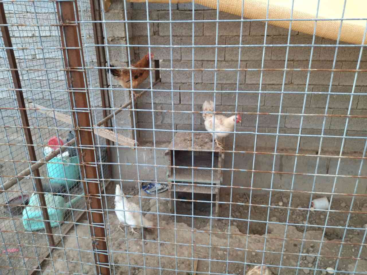 دجاج عرب بياض العمر ١٠ اشهر ١١ دجاجه + ديجين السعر ١٥ الف الدجاجه الواحدة .. ملقح وخالي من الأمراض


**إذا كنت صاحب هذا الإعلان وتريد حذفه لأي سبب، رجاءا أرسل رسالة إلى الدعم الفني**