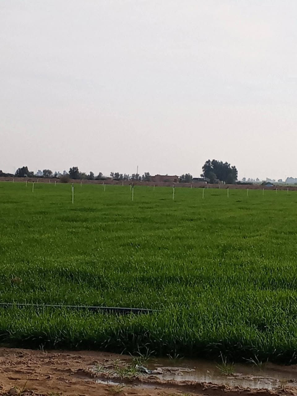 السلام عليكم يوجد أرض زراعية جاهزه للزراعة المساحة 63 دونم يوجد فيها مرشة أرضية 45 خط  مع بئر ماء حفر جديد العمق 166 متر ماطور 50 حصان مع بنب اس بي 60 ابو 18 كور المكان الناعمة شارع تبليط واصل لحد الأرض تريد شراء  يرهم كلشي الخاص مفتوح ،،، رقم الهاتف ،، *********** ،،، صدام ابو عدي
