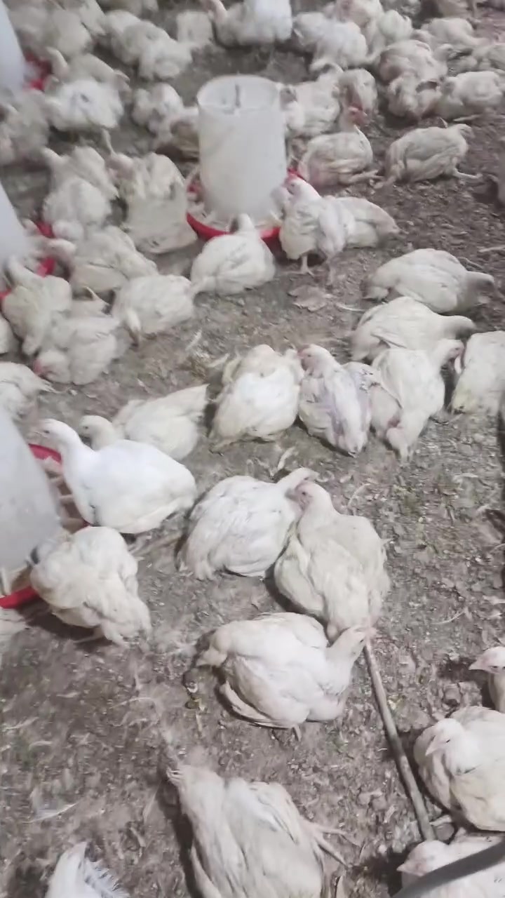 ***********‬‏
رسول لبيع الدجاج الجمله بل وزن مستعدون لتجهيز كافة المناسبات او برخص السعار خلي ياكل الفقير او تدللون علينه اهل الكوت  عوان طريق العماره مقابيل شركة مرمره لسيراميك اي استفسار هاذه رقمي ***********
