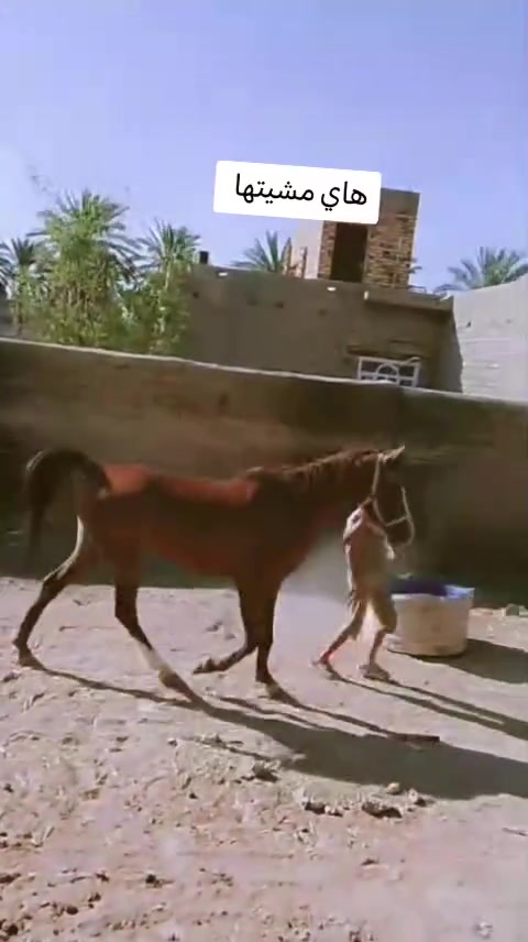 سلام عليكم
فرس لبيع مكان بابل عمرها ٥رتفاع ١٥١ بيها صابه بيدها مبينه بتصوير يدها بيها شمره من تمشي
السعر مليون وبيها مجال ذا شراي تدالل
ذا ماتشتري لا تجي خاص
ترهم مراوس رأس برأس فقط


**إذا كنت صاحب هذا الإعلان وتريد حذفه لأي سبب، رجاءا أرسل رسالة إلى الدعم الفني**