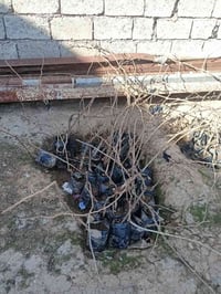 يوجد شجر عنب نوعين عنب اسود وعنب كشمشي مكان حاج علي يرهم شلع ويرهم مفر...