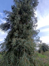 يتوفر كالبتوز خشن ومتوسط وباسعار مناسبة  كل 10 من الخشن وياه 2 هدية .....