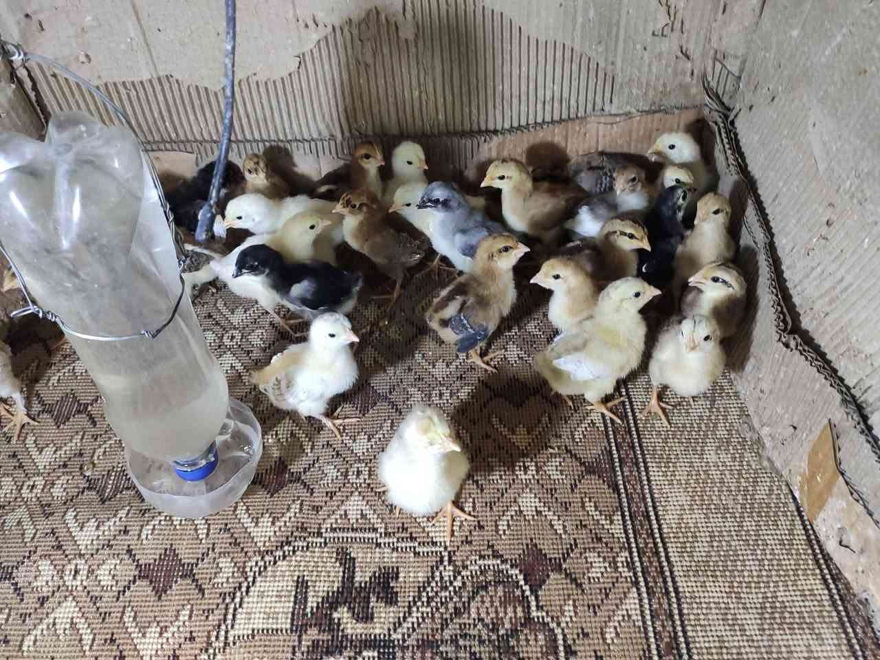 متاح افراخ عرب عمر اسبوعين ١٢ زوج بابل قضاء الهاشمية قريه جربوعيه يم معمل غاز حسين الحارثي ام امير


**إذا كنت صاحب هذا الإعلان وتريد حذفه لأي سبب، رجاءا أرسل رسالة إلى الدعم الفني**