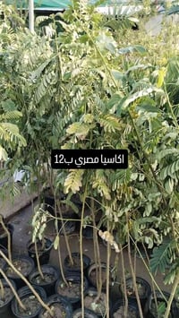 يالله يارزاق المشتل الصغير مستعدون لترتيب وتنظيم الحدائق للحجز والاستف...