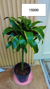 ديكور منزلي • حديقة • للبيع