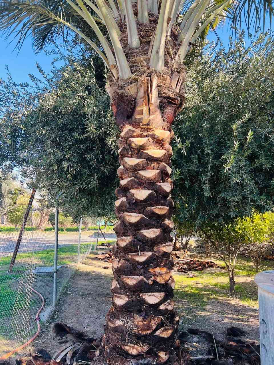 تكريب نخيل اليوم في ناحية الزاب
يم العم محجوب الخلف الدكي
شغل شرط درجة اولى 
للأتصال ***********
#تكريب
#تكريب_النخيل
#تكريب_وتنضيف_النخيل
